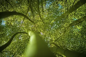 Asian Nature Photography Prints: Low angle view in a bamboo forest