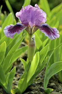 North Rhine Westphalia Botany Prints: Low Bearded Iris (Iris barbata)