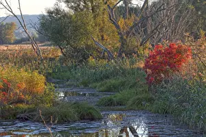 Deserted Forest Lake Prints: Lower Oder Valley National Park