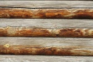 Fagales Forest Scene Prints: Lumber background