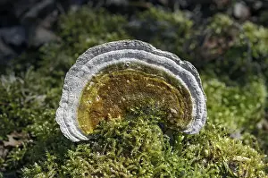 Higher Fungi Exterior View Prints: Lumpy bracket (Trametes gibbosa)
