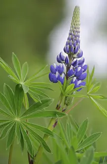 Deserted Garden Plant Prints: Lupin (Lupinus polyphyllus)