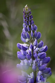 Summer Meadow Landscape Prints: Lupine