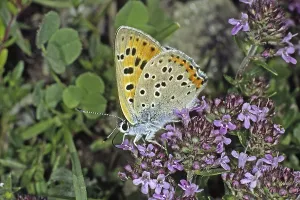 American Copper Butterfly Prints: Lycaena alciphron, Heodes alciphron