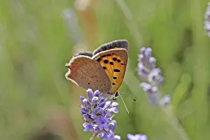 Flying Insects In Natural Environment Prints: Lycaena phlaeas, small moth