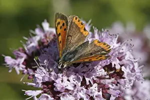 Orange Gossamer Winged Butterfly Prints: Lycaena phlaeas, small moth