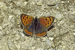 American Copper Butterfly Species Prints: Lycaena phlaeas, small moth
