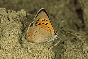 Lycaena Phlaeas Moth Prints: Lycaena phlaeas, small moth