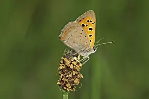 Natural Habitat Insects Prints: Lycaena phlaeas, small moth