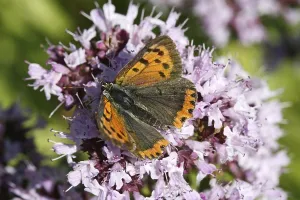 Gossamer Winged Insect Photography Prints: Lycaena phlaeas, small moth