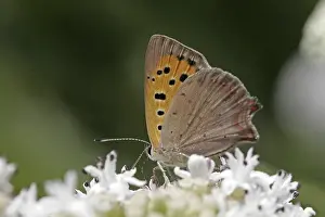 Flower Visiting Insects Prints: Lycaena phlaeas, small moth