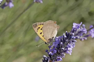 Prints of Lycaena phlaeas, small moth Small Copper Prints: Lycaena phlaeas Print - Small Blue Butterfly Moth