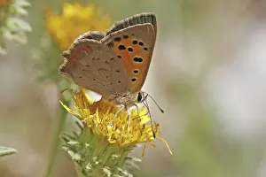 Deserted Copper Butterfly Prints: Lycaena phlaeas, small moth