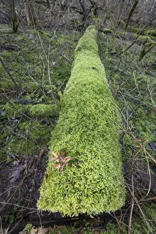 Moss Covered Trees Prints: Lying tree trunk overgrown with moss