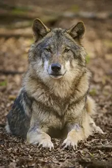 Gray Wolf Germany Prints: A lying wolf on the forest floor