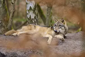 Predator In Nature Prints: A lying wolf under large trees in a quiet forest environment