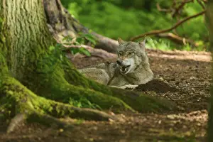 Canis Lupus Habitat Prints: A lying wolf shows a howling behaviour in the shadow of the forest