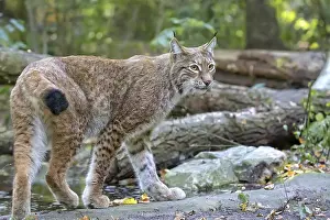 Predator Animal Photo Prints: Lynx in the forest in the run