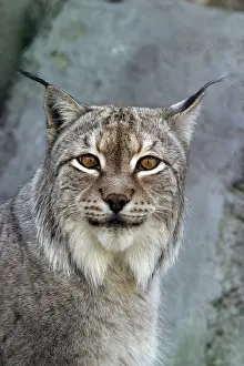 Mammalian Wildlife Images Prints: A lynx looking