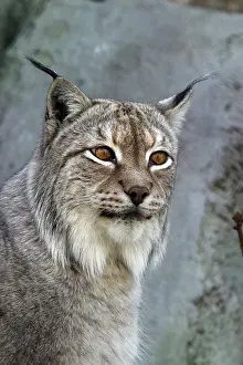 Predator Mammal Prints: A lynx looking