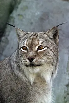 Predator Mammal Prints: A lynx looking