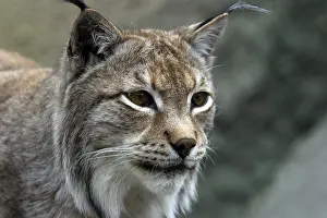 Mammalian Head Shot Prints: A lynx looking