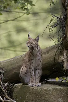 Prints of A lynx is sitting on a tree trunk in the forest, looking relaxed with its mouth closed, Eurasian lynx (Lynx lynx) in a forest, in captivity, Hesse, Bavaria, Germany Lynx Prints: Eurasian Lynx Print, Hesse, Germany