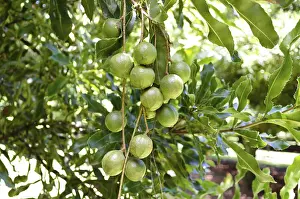 Daytime Botanical Photos Prints: Macadamia (Macadamia ternifolia)