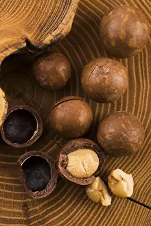 Edible Nuts Prints: Macadamia nuts