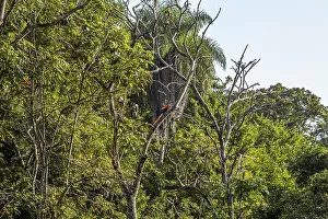 Macaws in Copan Ruinas Temple Print
