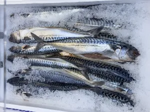 Mackerel (Scomber scombrus) Print - Western Mediterranean Catch