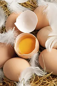 Studio Shot Breakfast Prints: Macro of brown eggs and feathers at hey