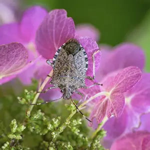 Flowering Plant Details Prints: Macro of a dock bug on a ping hydrangea flower
