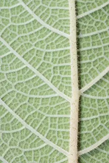 Green Plant Details Prints: Macro of a green leaf