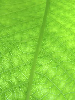 Nature Macro Photography Prints: Macro of green leaf