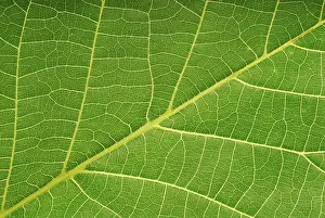 Close Up Plant Photography Prints: Macro image of a leaf