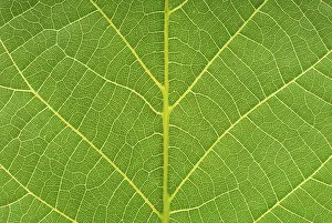 Nature Botany Images Prints: Macro image of a leaf
