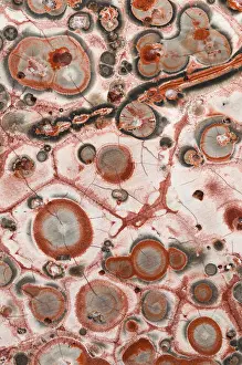 Unique Rock Formation Prints: Macro image of Leopard Skin Jasper