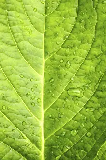 Leaf Detail View Prints: Macro in leaf with water drops