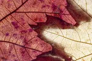 Close Up Leaf Texture Prints: Macro leaves background texture