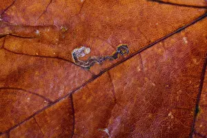 Autumn Color Close Up Prints: Macro of a Maple tree leaf with autumn colors