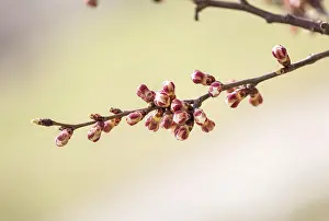 Red And White Blossoms Prints: Macro of red and white of apple tree buds