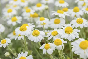 Rural Countryside Views Prints: Macro shot of chamomiles at field, selective focus
