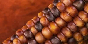 Deserted Garden Vegetables Prints: Macro shot of a corn corn cob in front of a pumpkin