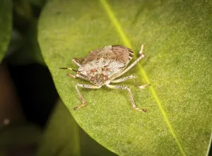 Wildlife Beetle Images Prints: Macro shot of stinkbug or shield bug on the leaf of evergreen