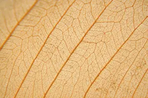 Empty Open Air Spaces Prints: Macro texture of dry leaf