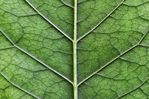 Close Up Of A Leaf Prints: Macro texture of green leaf close up