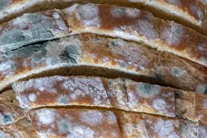 Moldy Bread Prints: Macro view of moldy bread slices