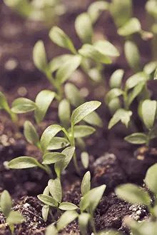 Spring Concept Image Prints: Macro view of sprout growing from seed