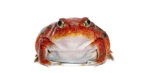 Isolated White Background Cutout Prints: Madagascar tomato frog looking at the camera